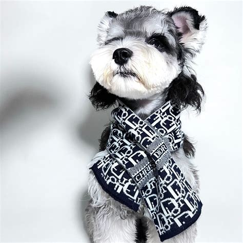 dior chien|Dior dog accessories.